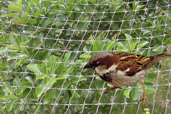Anti-Bird net