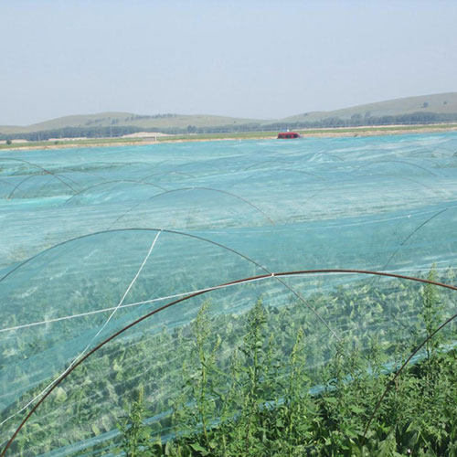 Anti-insect nets